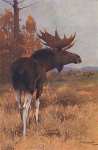The Elk, or Moose